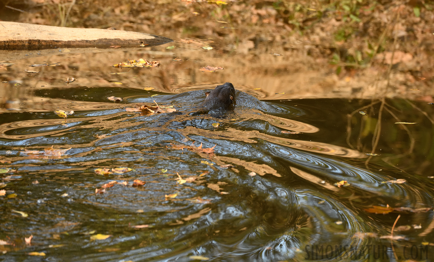 Lontra canadensis lataxina [400 mm, 1/320 Sek. bei f / 7.1, ISO 1600]